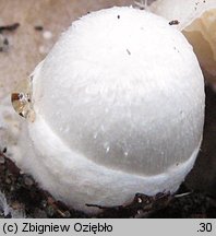 Volvariella surrecta (pochwiak grzybolubny)