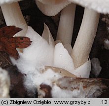 Volvariella surrecta (pochwiak grzybolubny)