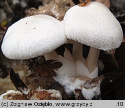 Volvariella surrecta (pochwiak grzybolubny)