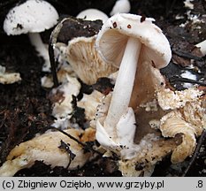 Volvariella surrecta (pochwiak grzybolubny)