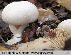 Volvariella surrecta (pochwiak grzybolubny)