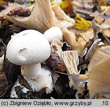 Volvariella surrecta (pochwiak grzybolubny)