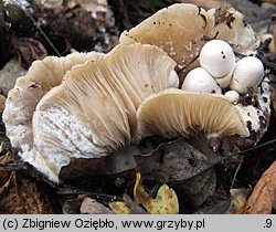 Volvariella surrecta (pochwiak grzybolubny)