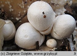 Volvariella surrecta (pochwiak grzybolubny)