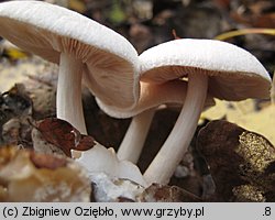 Volvariella surrecta (pochwiak grzybolubny)