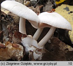 Volvariella surrecta (pochwiak grzybolubny)