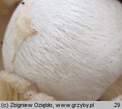 Volvariella surrecta (pochwiak grzybolubny)