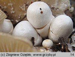 Volvariella surrecta (pochwiak grzybolubny)