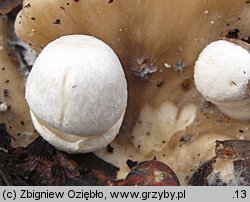 Volvariella surrecta (pochwiak grzybolubny)