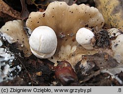 Volvariella surrecta (pochwiak grzybolubny)