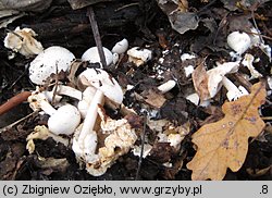 Volvariella surrecta (pochwiak grzybolubny)